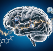 Neuroeconomics and Decision-Making: What Science Reveals About Trader Behavior in the Forex Market